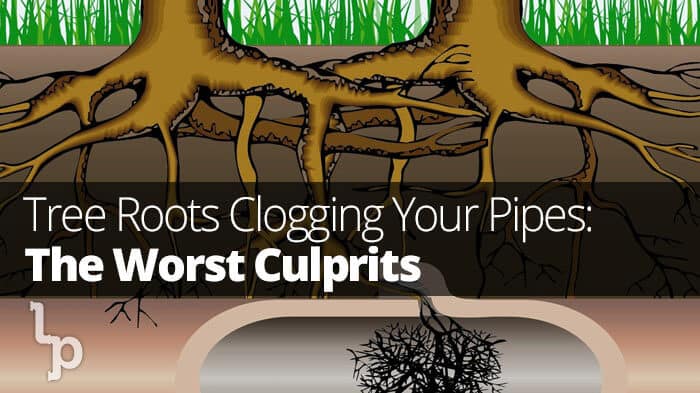 Clogged Pipes from tree roots | London Plumbing | London Ontario Plumber